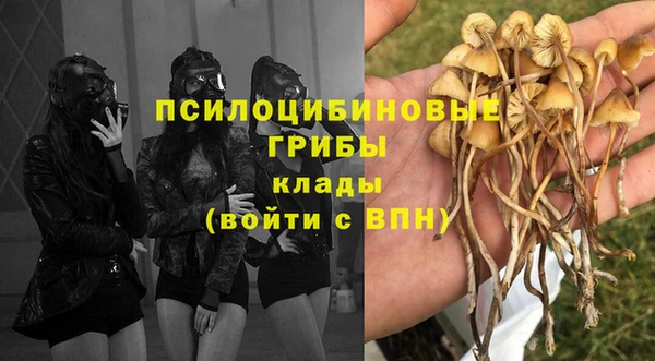 прущие грибы Арсеньев